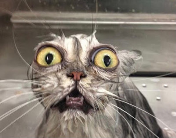 Meet your Posher, Genna - Picture 1 of 1